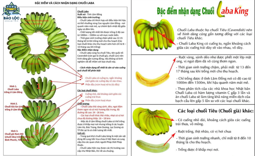 Chuối Laba Bảo Lộc