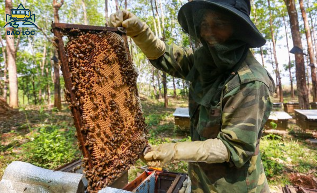 Mật ong Bảo Lộc