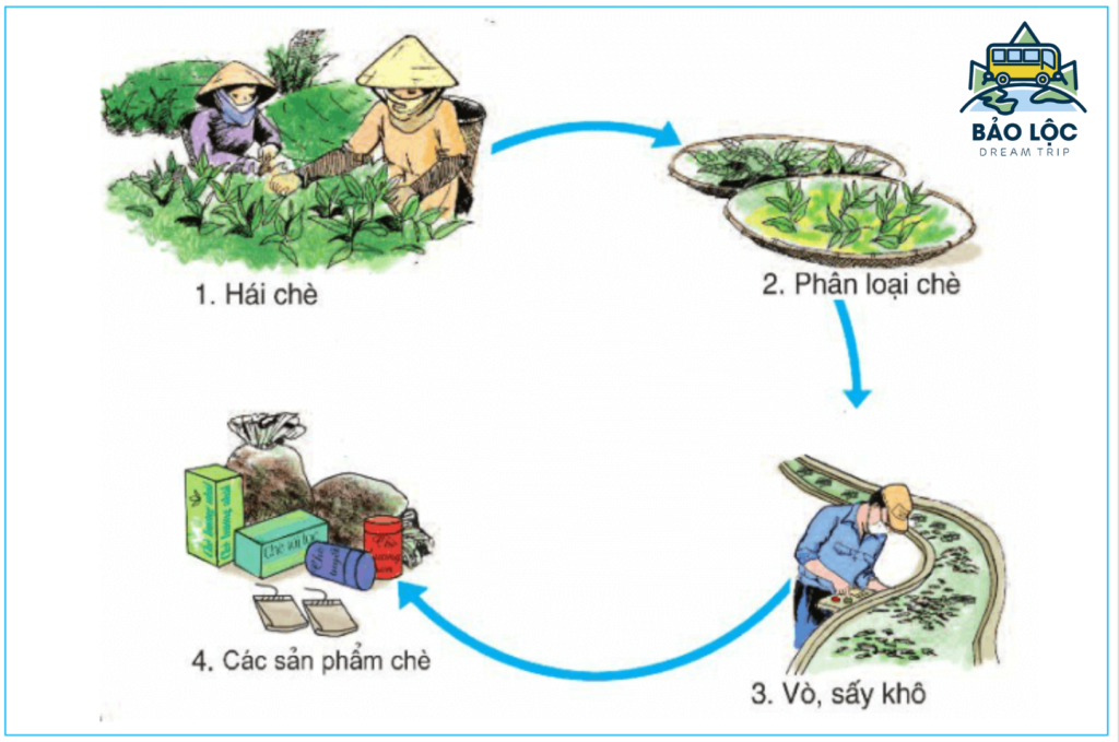 Bột Trà xanh Bảo Lộc