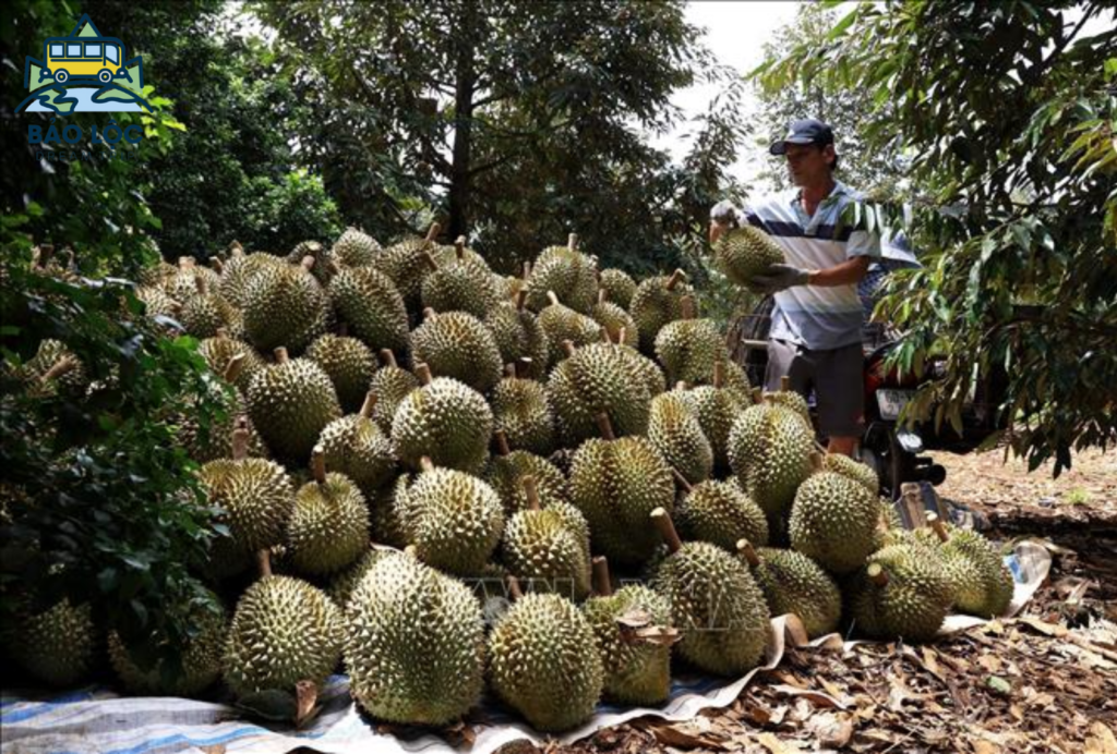 Sầu riêng Bảo Lộc