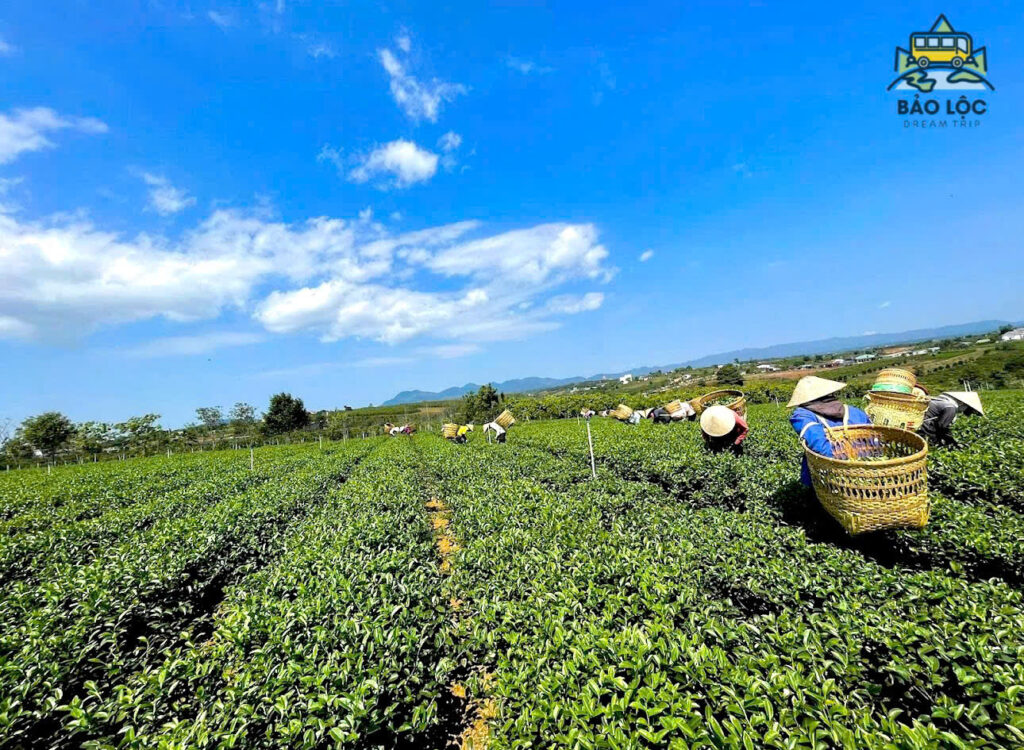 Đồi Chè Tâm Châu - Làng Nghề Truyền Thống ở Bảo Lộc