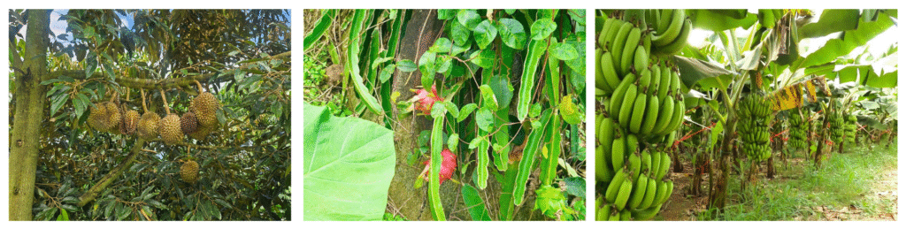 Vườn trái cây