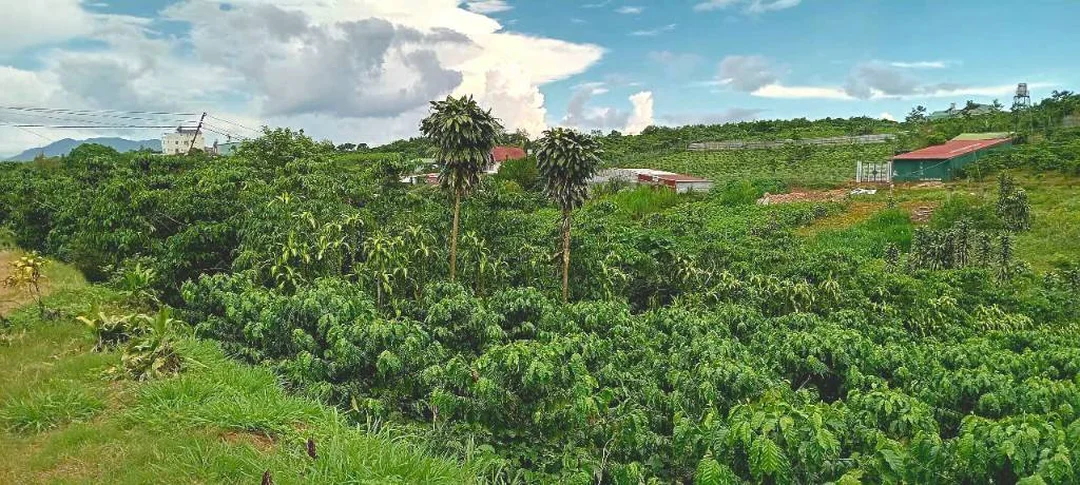 bán đất nông nghiệp bảo lộc lâm đồng câu hỏi thường gặp