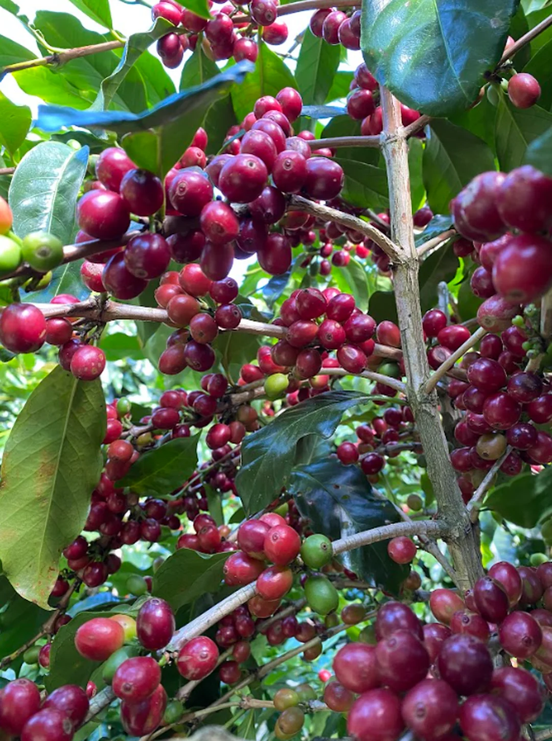 Bảng giá cà phê Bảo Lộc Lâm Đồng tại vùng thu mua