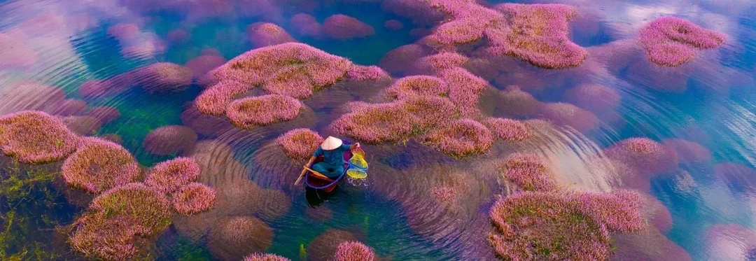bảo lộc lâm đồng có gì chơi mùa hồ tảo hồng