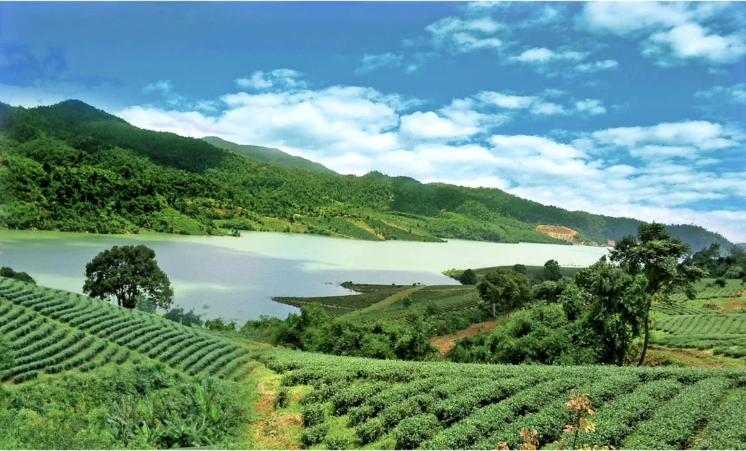 bảo lộc lâm đồng có gì chơi ở đồi chè và cà phê