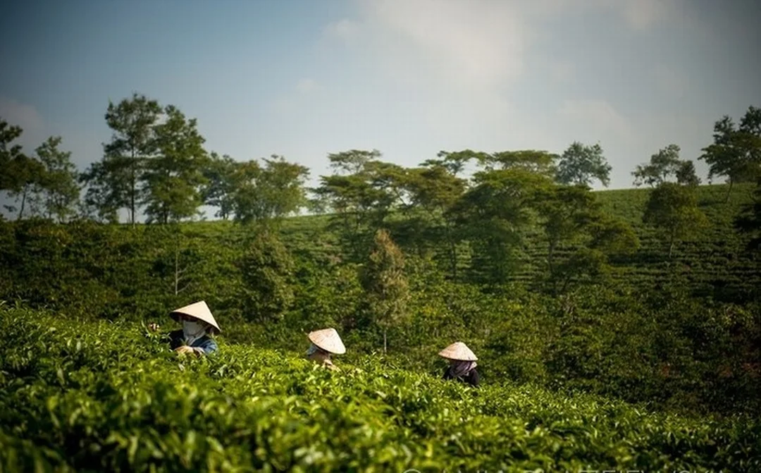 bảo lộc lâm đồng thuộc khu vực mấy với đồi chè và vùng dân cư
