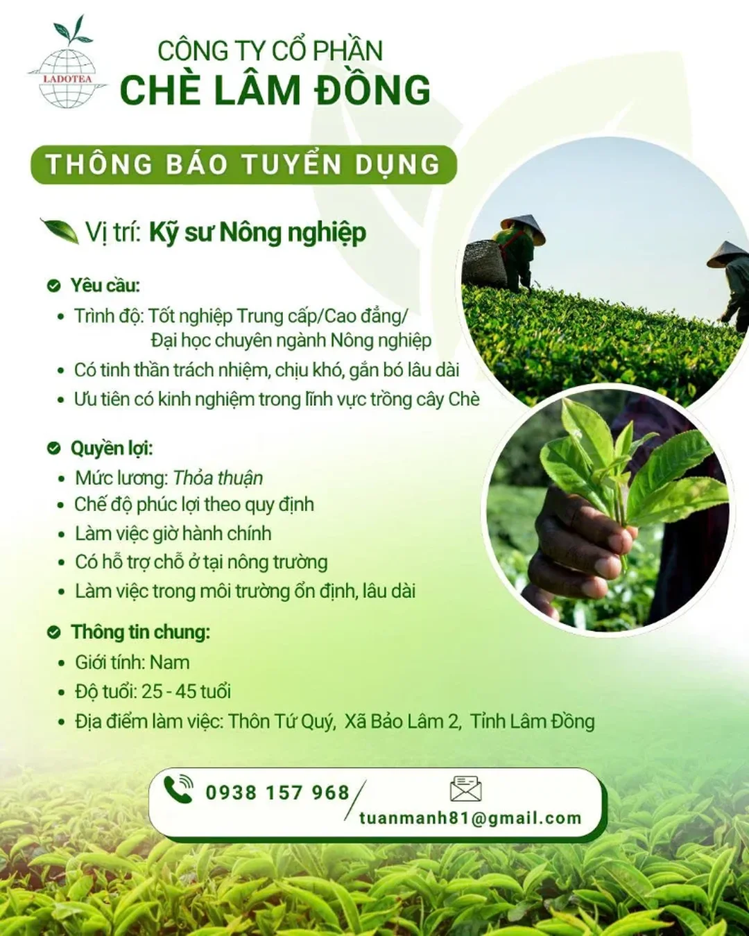 cần tìm việc làm tại bảo lộc lâm đồng - hình minh họa 1