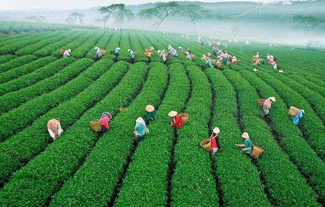 chè bảo lộc lâm đồng trên những luống trà uốn theo triền đồi