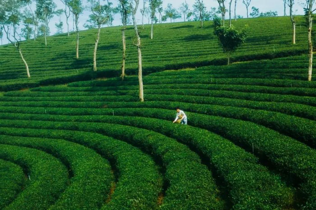 chè bảo lộc lâm đồng trong nắng sớm thích hợp để hiểu hương vị trà