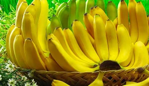 7 Sự Thật Thú Vị Về Chuối Laba Bảo Lộc Được Mệnh Danh Là “Tiến Vua”