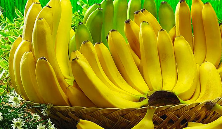 7 Sự Thật Thú Vị Về Chuối Laba Bảo Lộc Được Mệnh Danh Là “Tiến Vua”