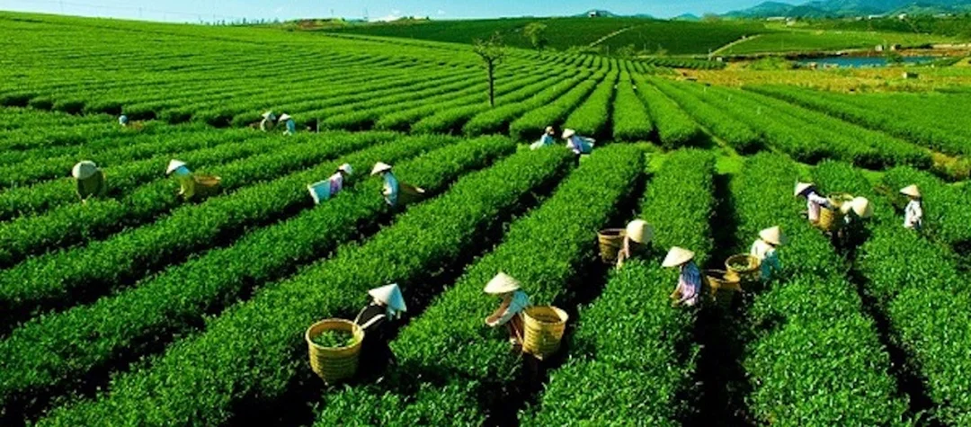 đặc sản Bảo Lộc Lâm Đồng là trà Bảo Lộc đóng gói làm quà