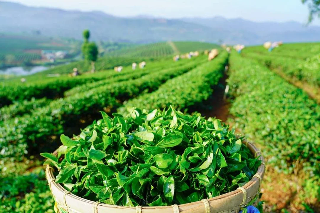 đặc sản Bảo Lộc Lâm Đồng là trà trên đồi chè