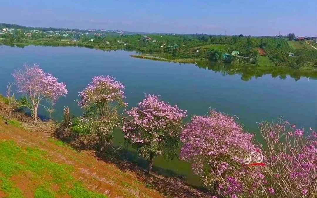 Đồi kèn hồng hồ Nam Phương Bảo Lộc Đồi hoa kèn hồng gần hồ nam phương bảo lộc lâm đồng