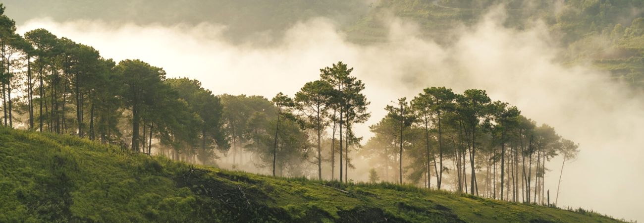 Đồi Thông Phương Bối – Khu Rừng Thông Đặc Biệt Tại Đại Lào