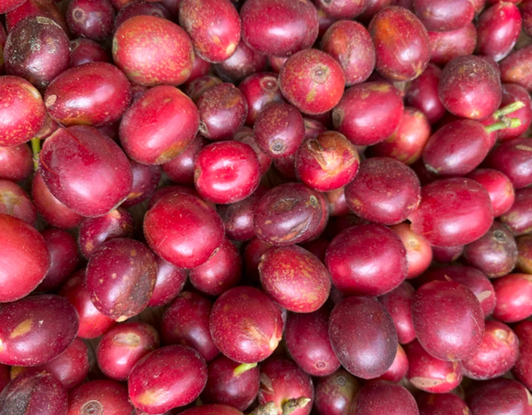 giá cà phê Bảo Lộc Lâm Đồng hôm nay với quả cà phê chín đều