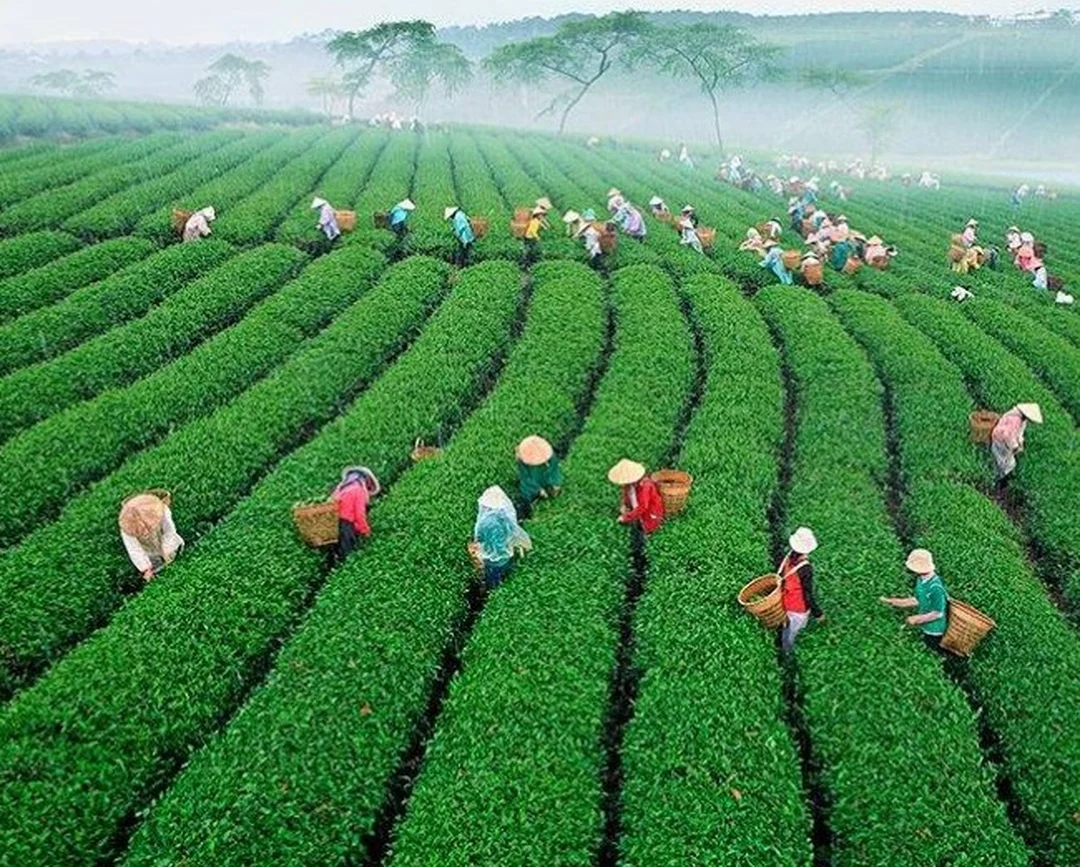 hình ảnh Bảo Lộc Lâm Đồng tại đồi chè Tâm Châu xanh mát