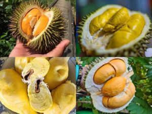 Sầu Riêng Bảo Lộc – Bật Mí 4 Giống Sầu Riêng Ngon Nhất Bạn Nên Biết