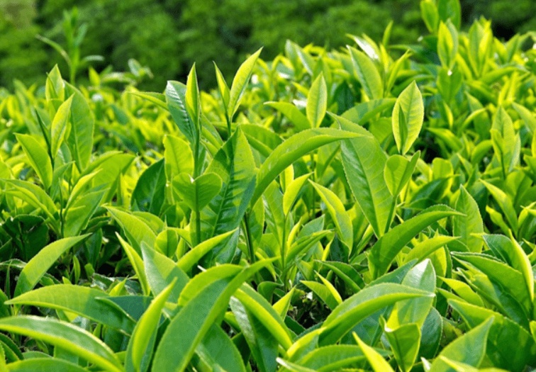 Trà Trâm Anh Bảo Lộc còn mang trong mình giá trị văn hóa Trà đạo