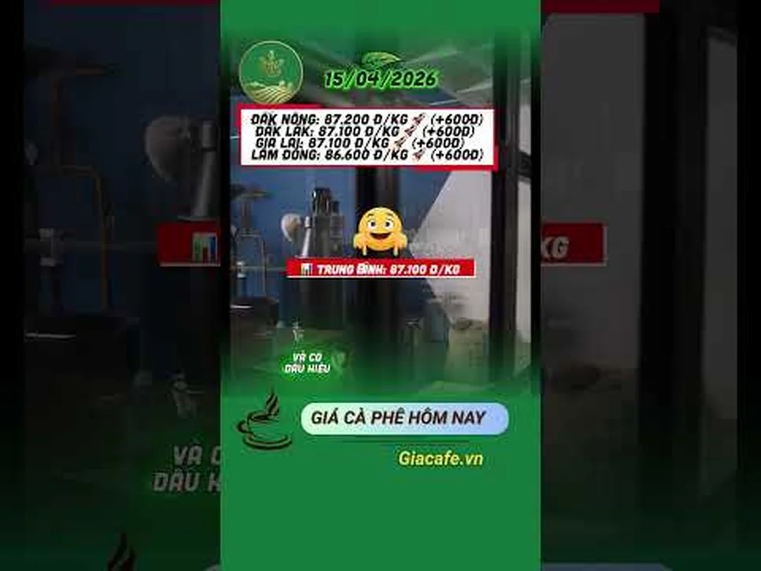 Video cập nhật giá cà phê hôm nay tại Tây Nguyên