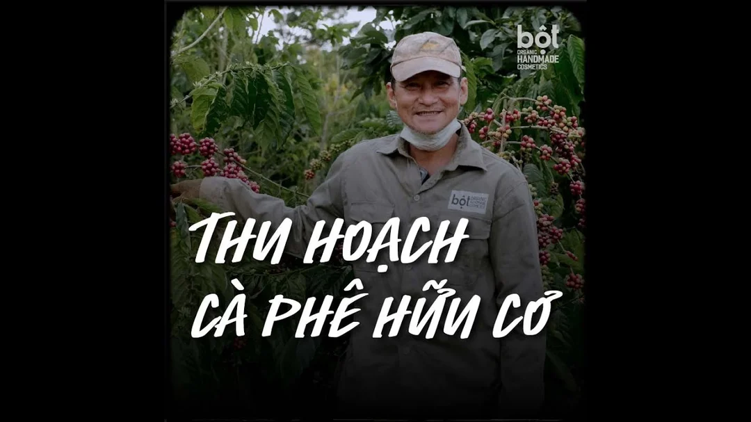 Video kỹ thuật thu hoạch cà phê thực tế liên quan đến chất lượng và giá bán