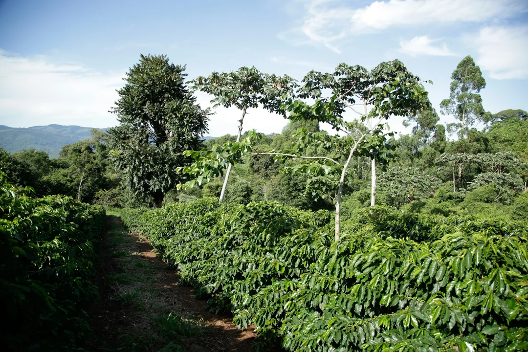 Vườn cà phê xanh tốt liên quan giá cà phê Bảo Lộc Lâm Đồng